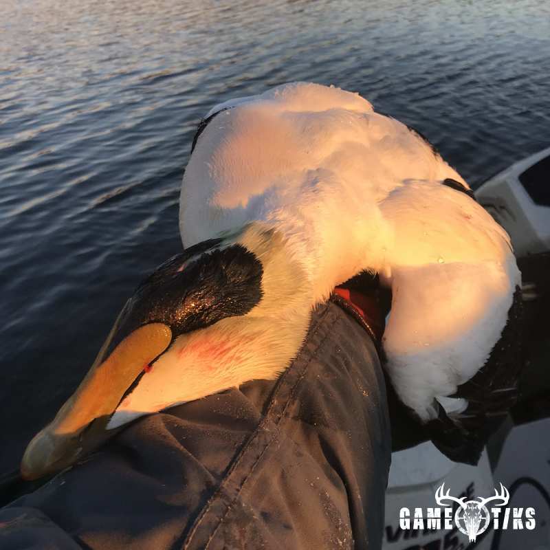waterfowl harvest by Maine Experience Guide Service