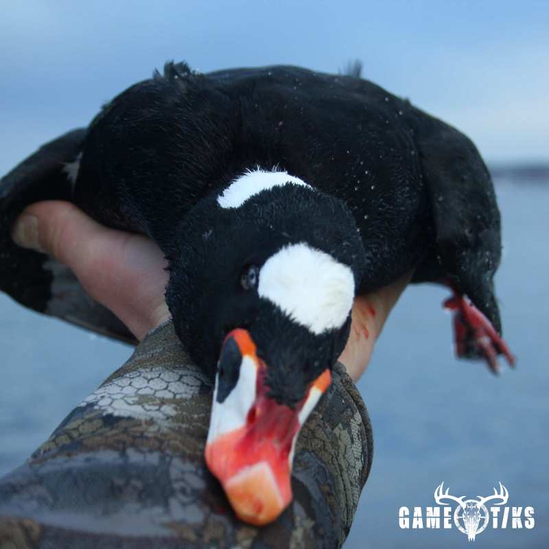 waterfowl harvest by Fin badgewick
