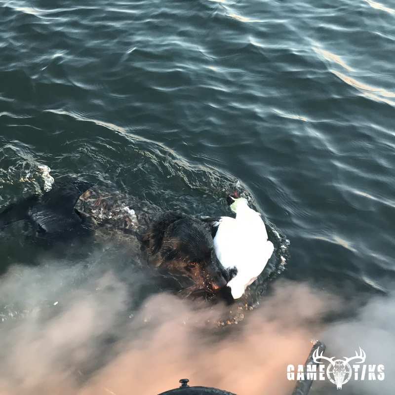 waterfowl harvest by Maine Experience Guide Service