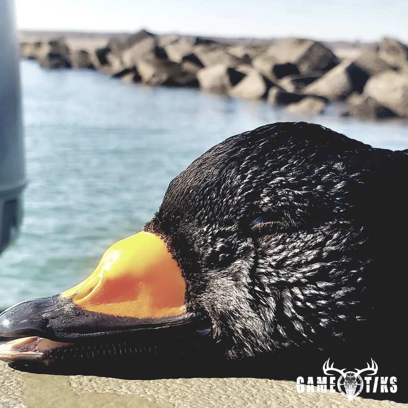 waterfowl harvest by Marsh River Outfitters