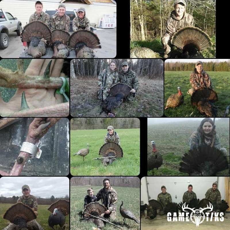 turkey harvest by Marsh River Outfitters