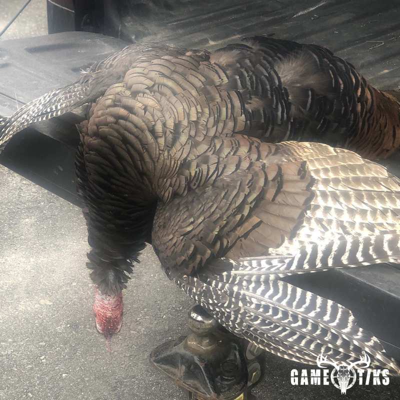 turkey harvest by Maine Experience Guide Service