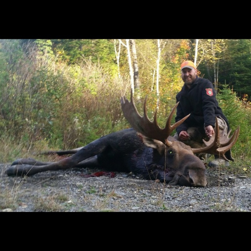 moose