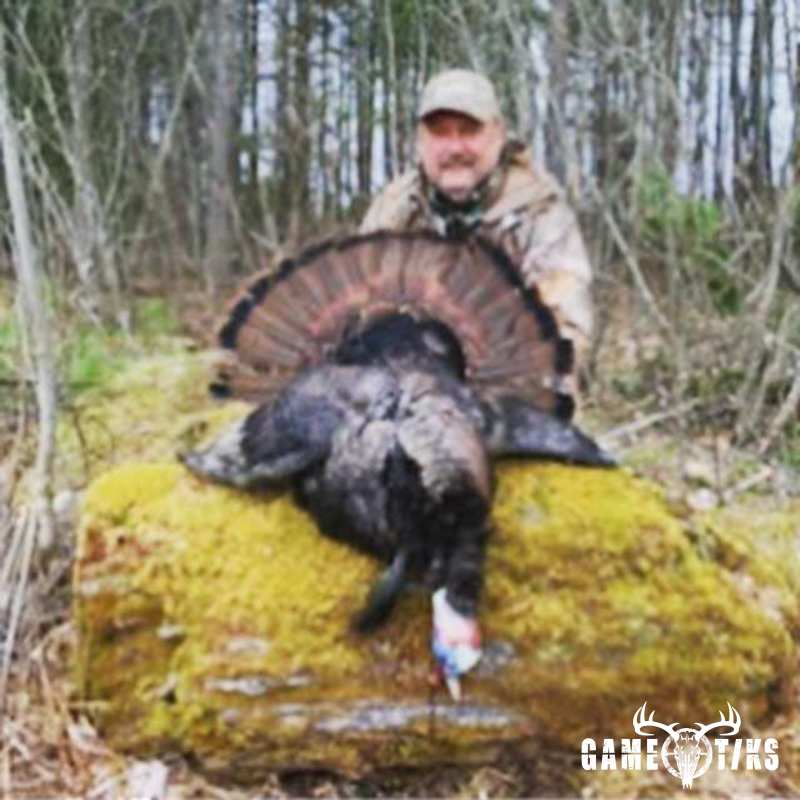 turkey harvest by Maine Experience Guide Service