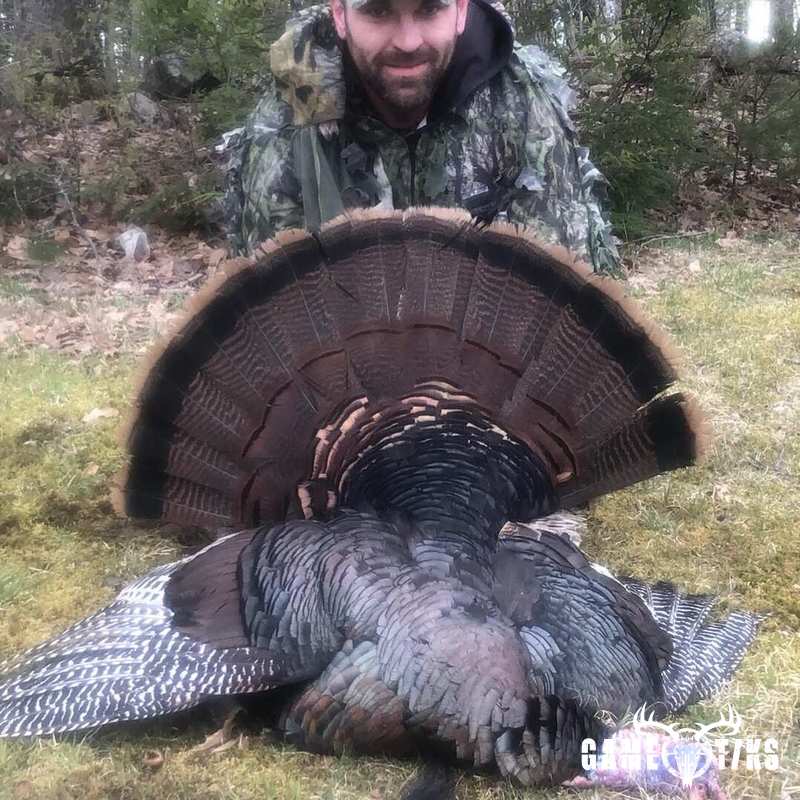 turkey harvest by Maine Experience Guide Service