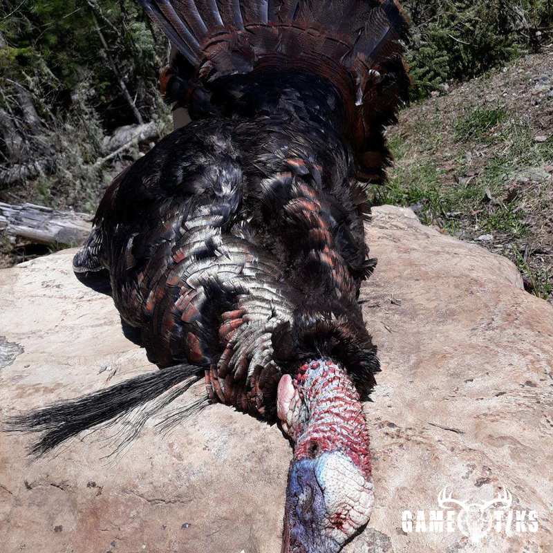 turkey harvest by Steve Stone