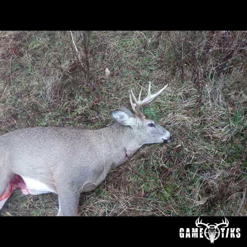 deer harvest by Chad Wilson