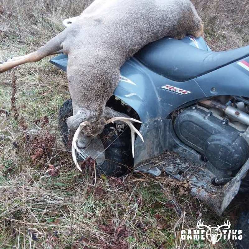 deer harvest by Chad Wilson