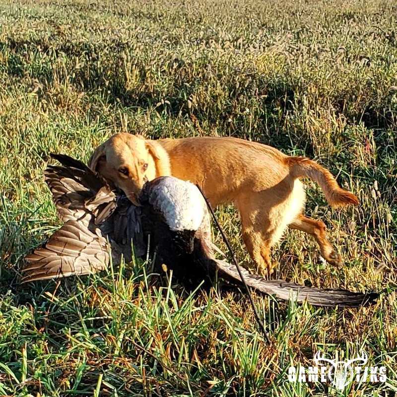 waterfowl harvest by The RiverRats Waterfowl Hunting