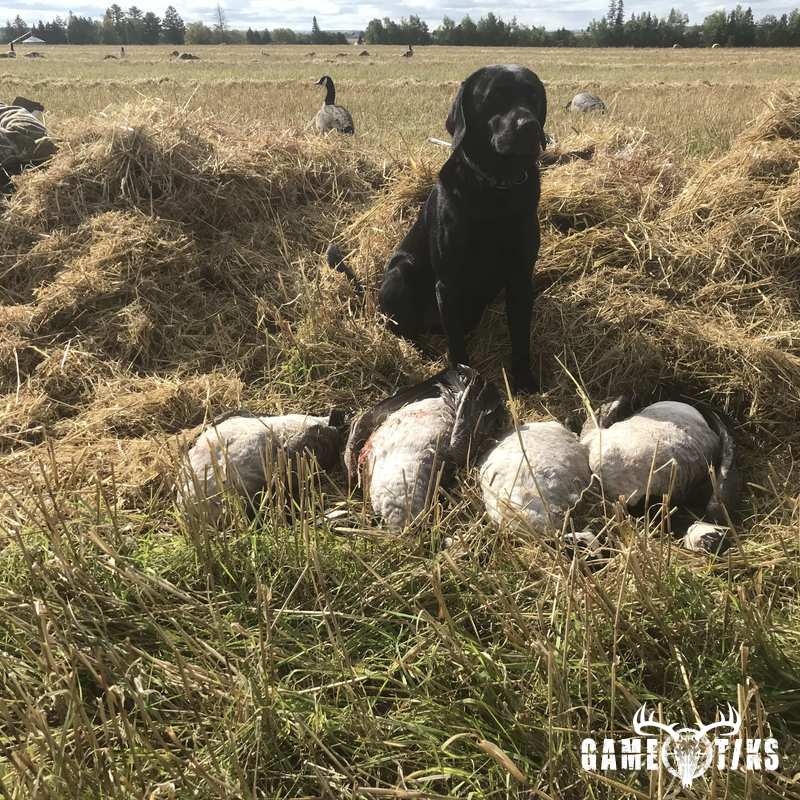 waterfowl harvest by Maine Experience Guide Service