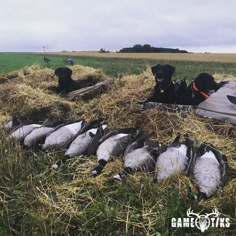 waterfowl harvest by Maine Experience Guide Service