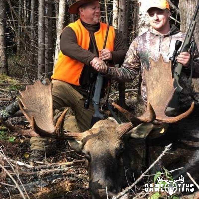moose harvest by John Gibbs