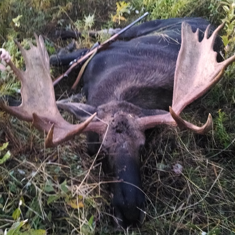 moose harvest by Kyle Trull