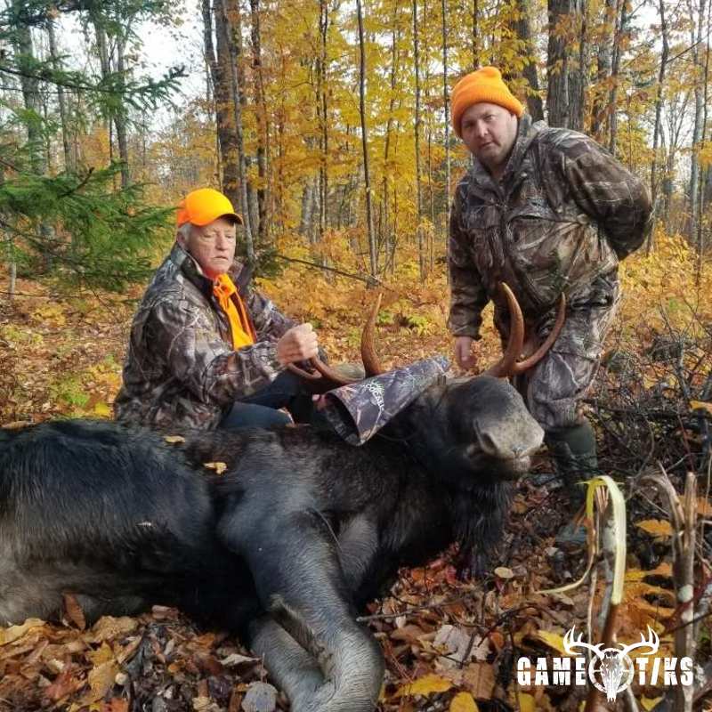 moose harvest by Senneterre Outfitters