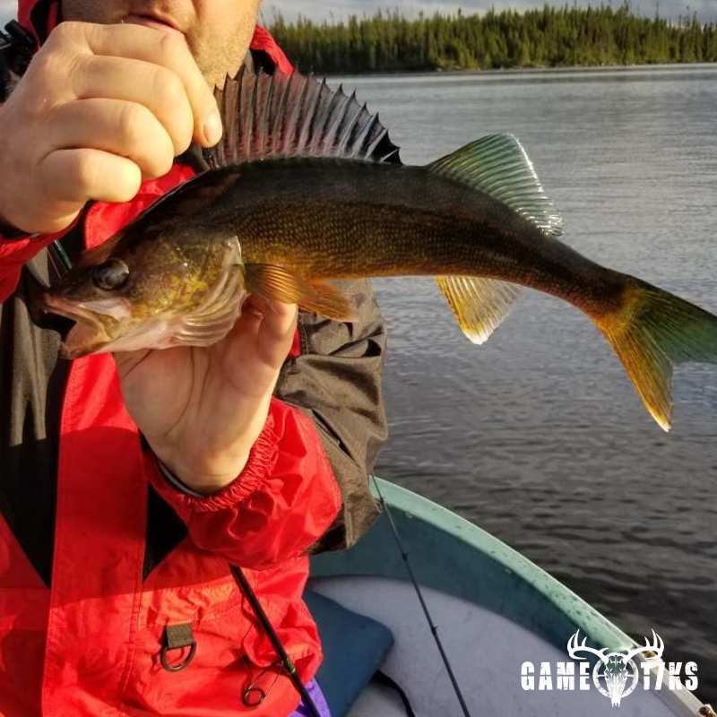 fish harvest by Senneterre Outfitters
