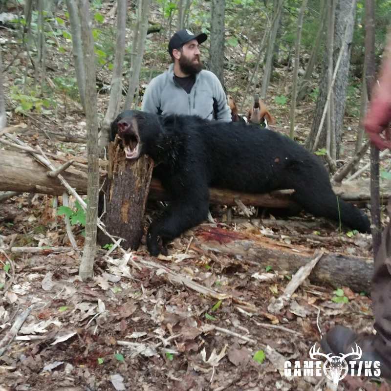 bear harvest by Senneterre Outfitters