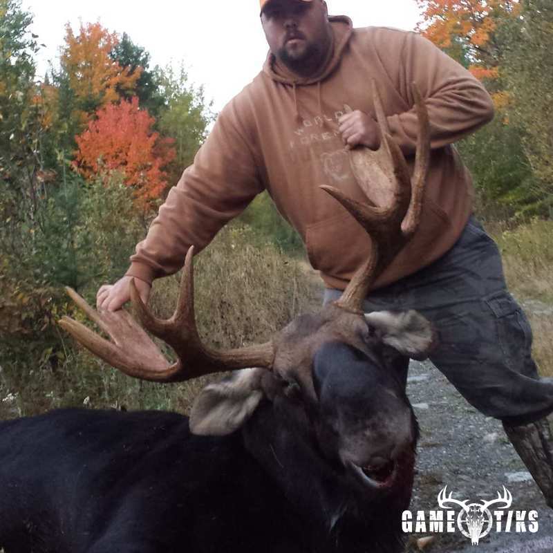 moose harvest by Senneterre Outfitters