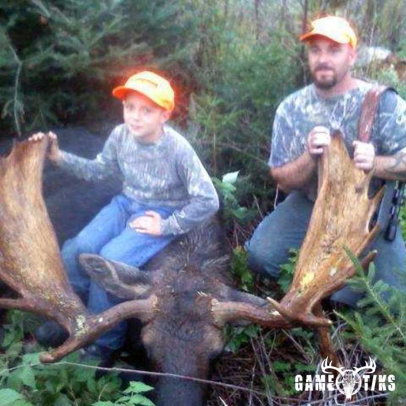 moose harvest by Senneterre Outfitters