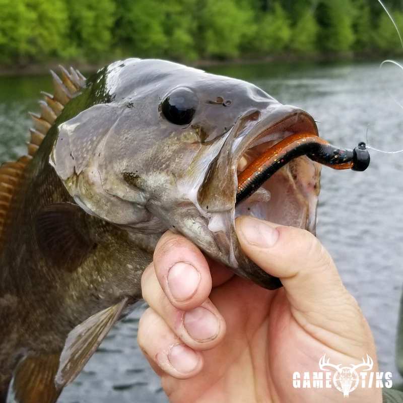 fish harvest by Senneterre Outfitters