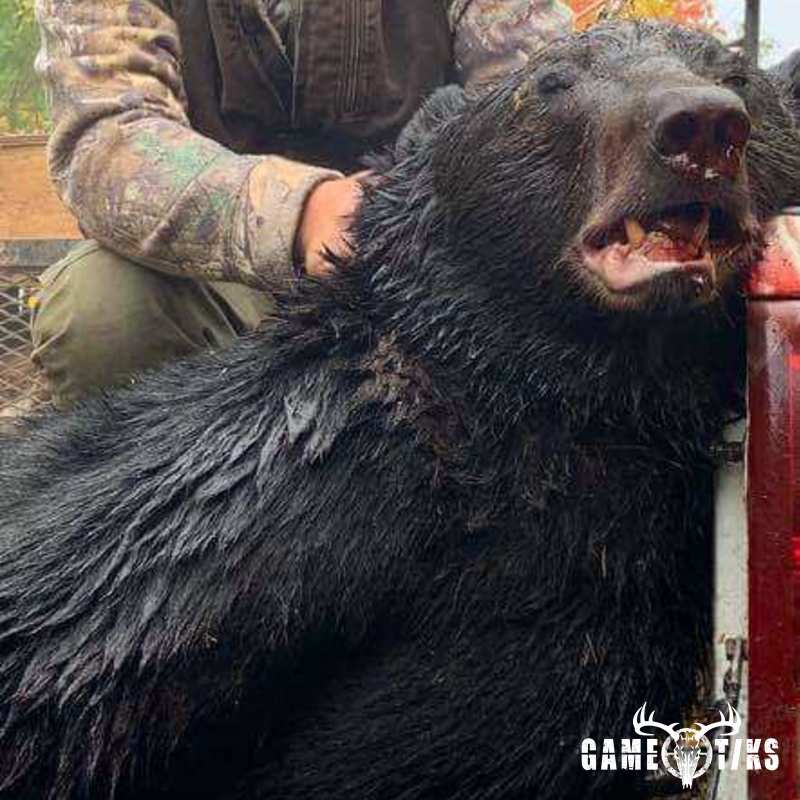 bear harvest by Senneterre Outfitters