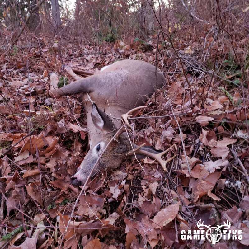 deer harvest by Kyle Golob