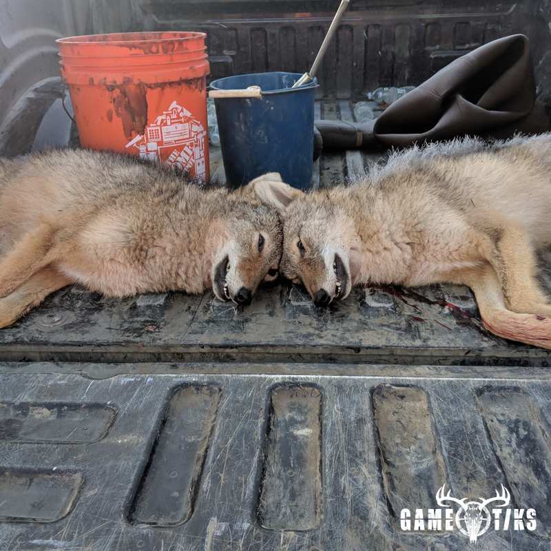 canine harvest by Senneterre Outfitters