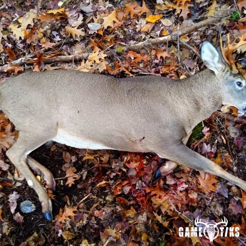deer harvest by Jeff Cash