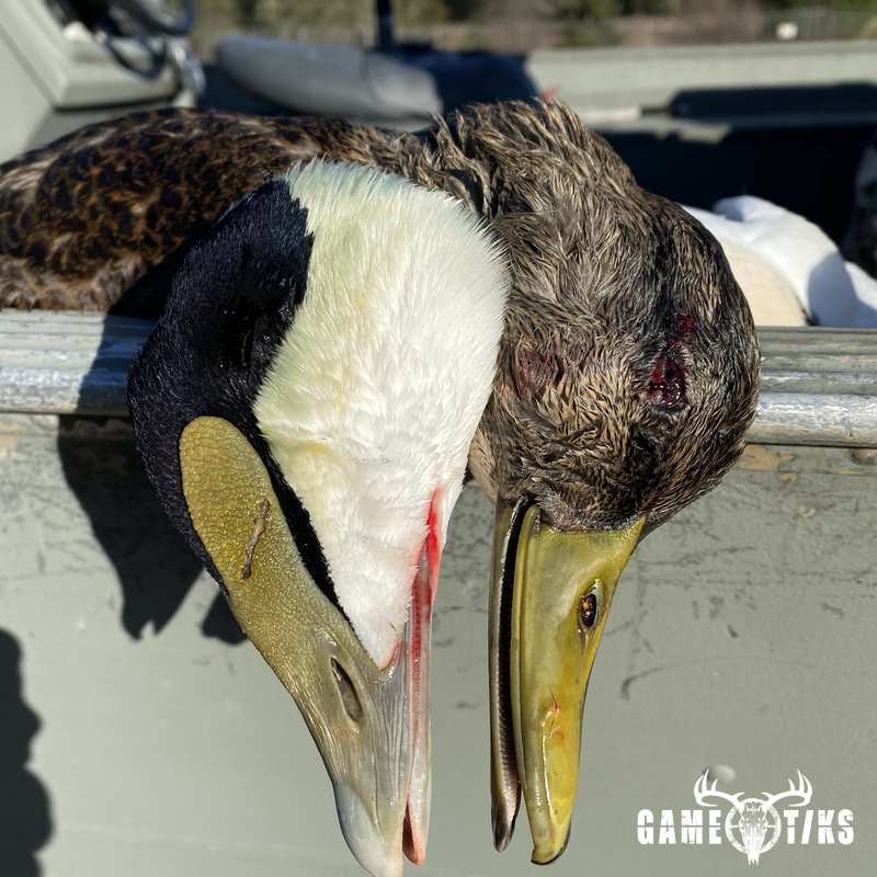 waterfowl harvest by Bold Coast Outfitters