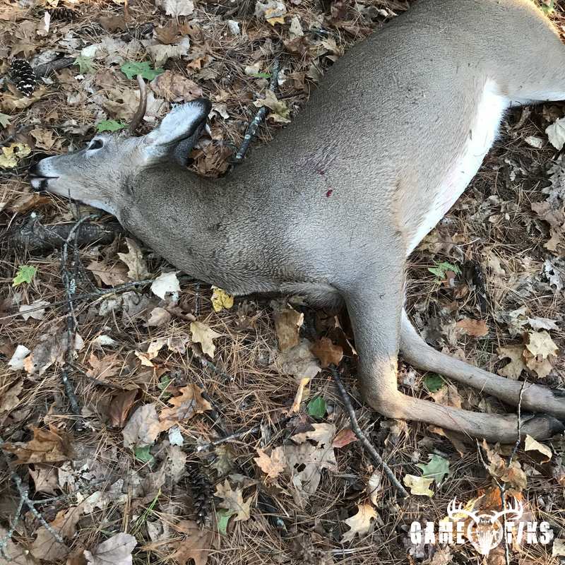 deer harvest by Caleb Vose