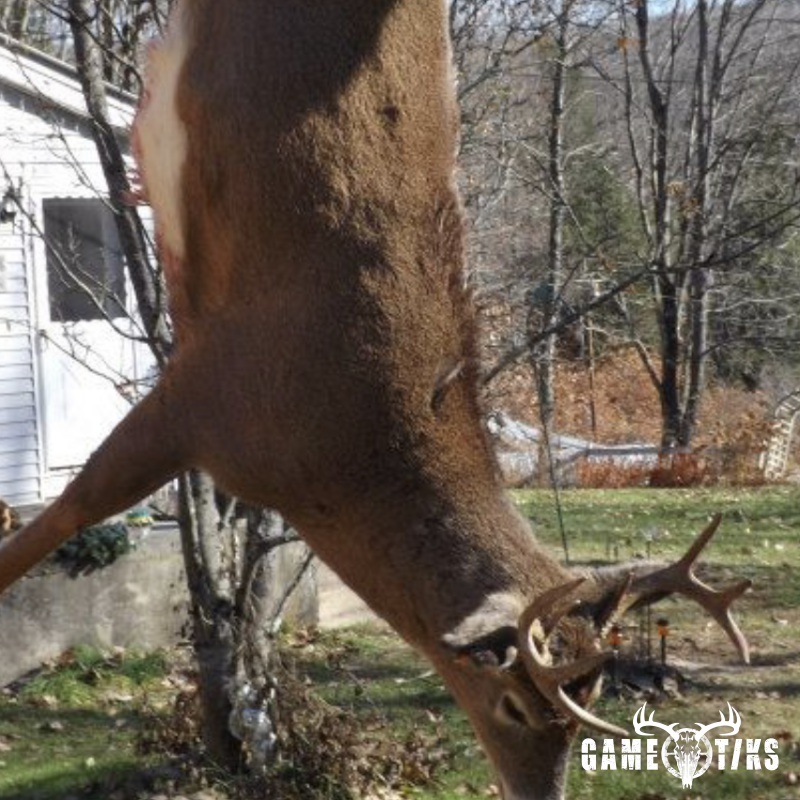 deer harvest by Khol Hitchcock