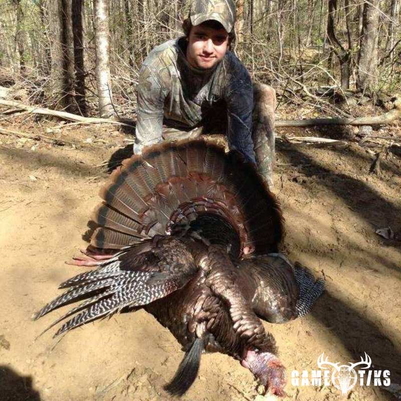 turkey harvest by Khol Hitchcock