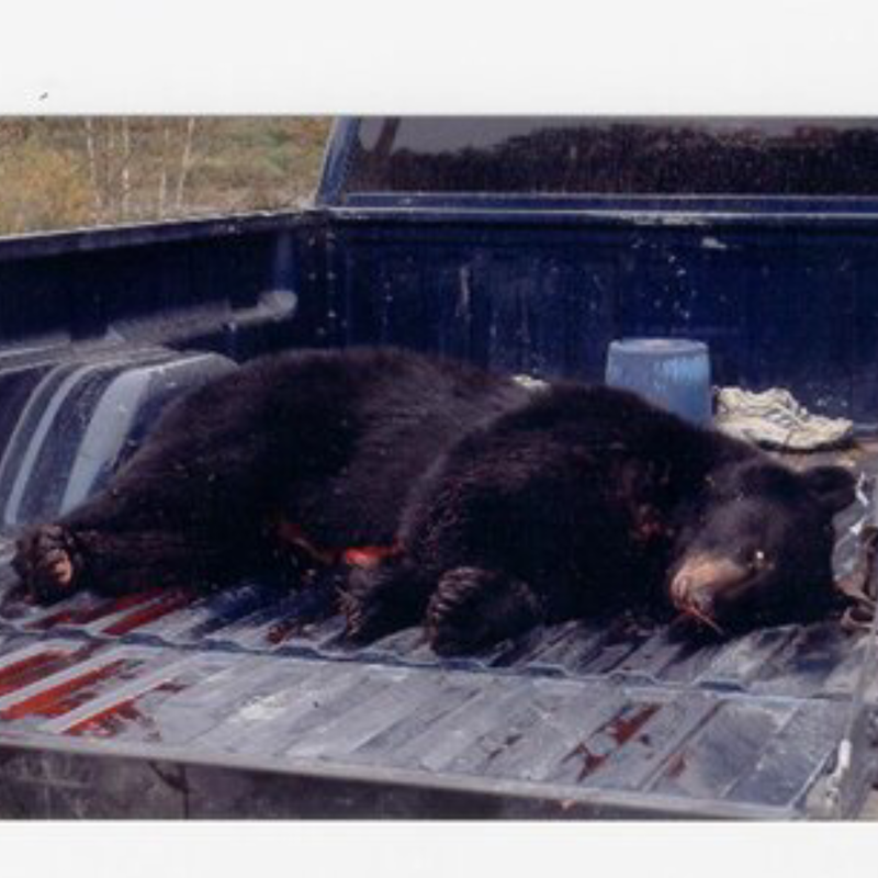 bear harvest by Joshua Lastname