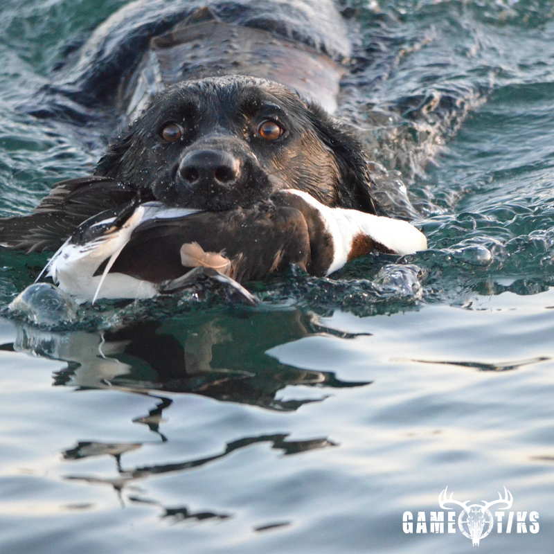 waterfowl harvest by Troy Fields, Traditions Guide Service