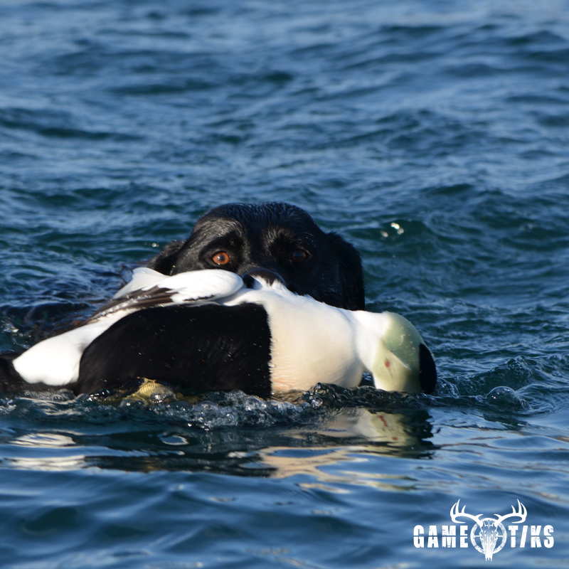 waterfowl harvest by Troy Fields, Traditions Guide Service