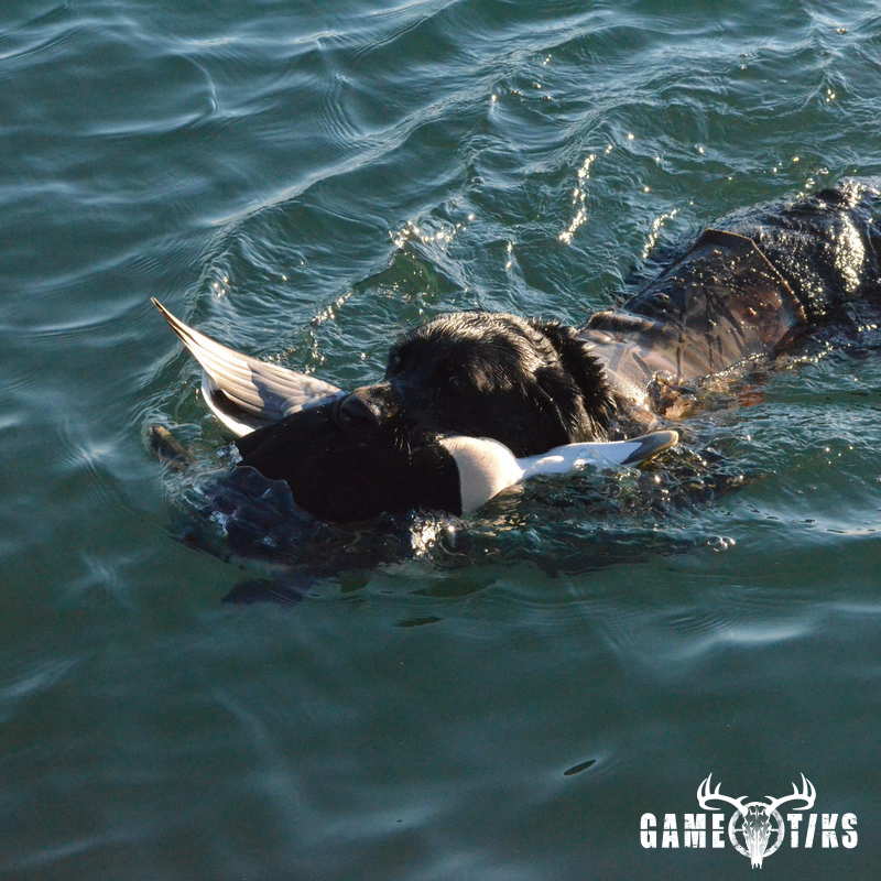 waterfowl harvest by Troy Fields, Traditions Guide Service