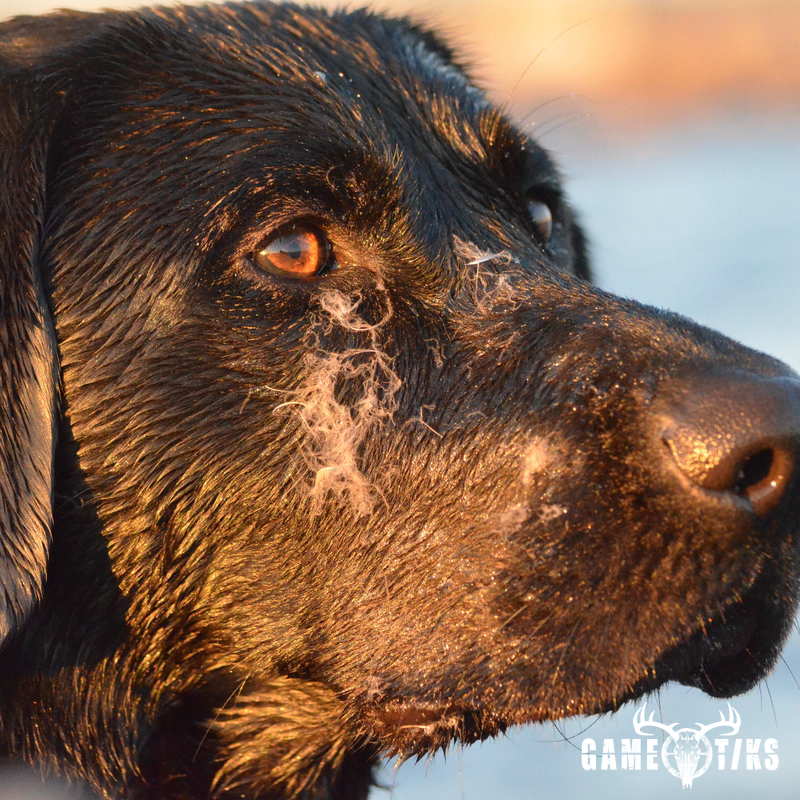 waterfowl harvest by Troy Fields, Traditions Guide Service