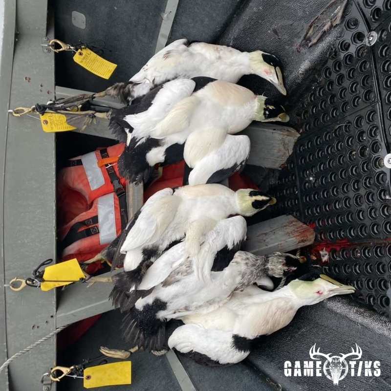 waterfowl harvest by Bold Coast Outfitters