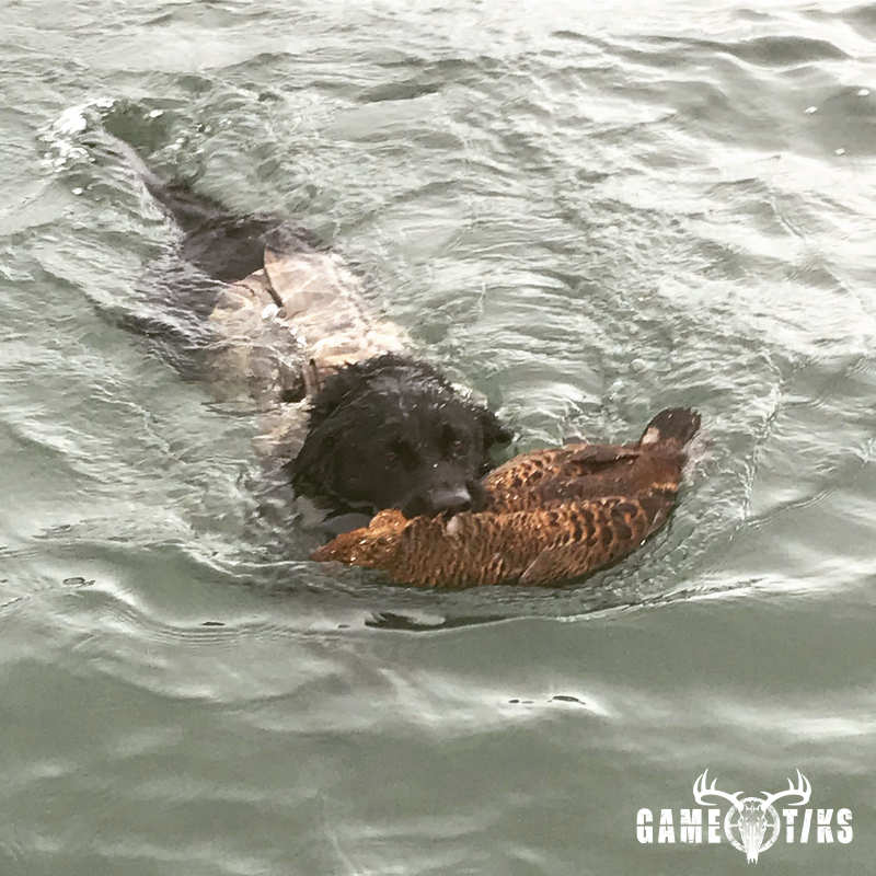 waterfowl harvest by Maine Experience Guide Service