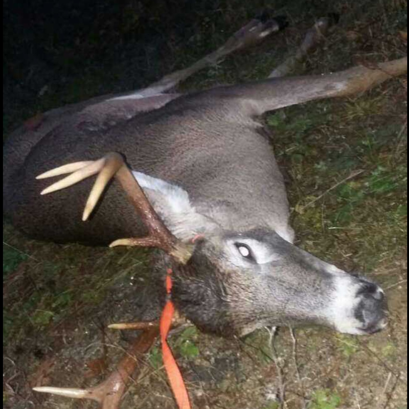 deer harvest by Chase Thebarge