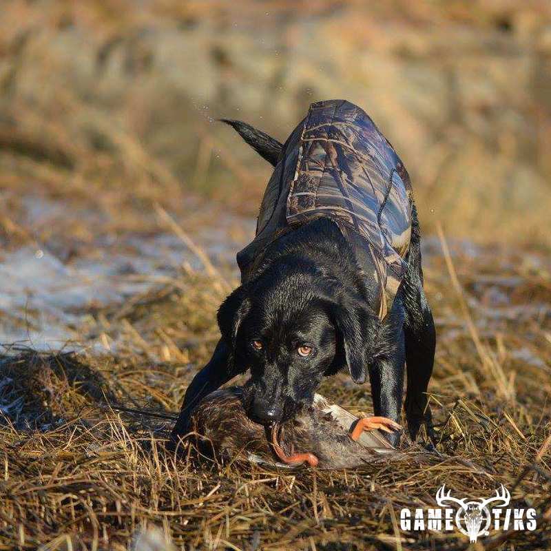 waterfowl harvest by Troy Fields, Traditions Guide Service