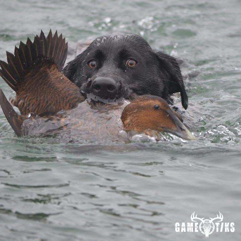 waterfowl harvest by Troy Fields, Traditions Guide Service