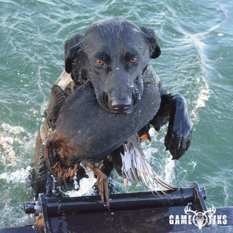 waterfowl harvest by Troy Fields, Traditions Guide Service