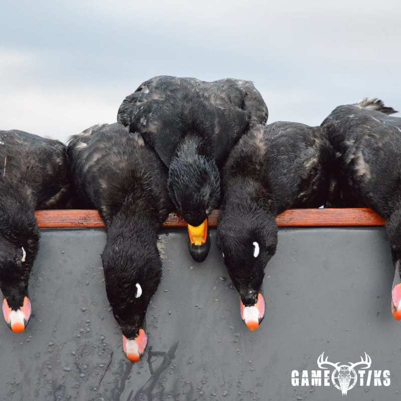waterfowl harvest by Troy Fields, Traditions Guide Service