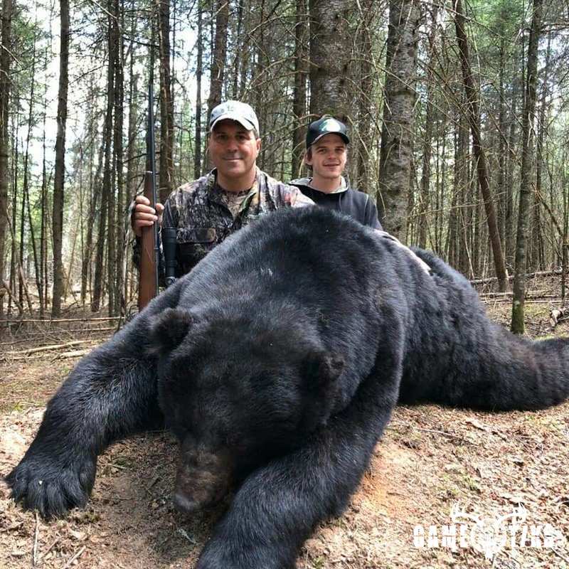 bear harvest by Jake Parish
