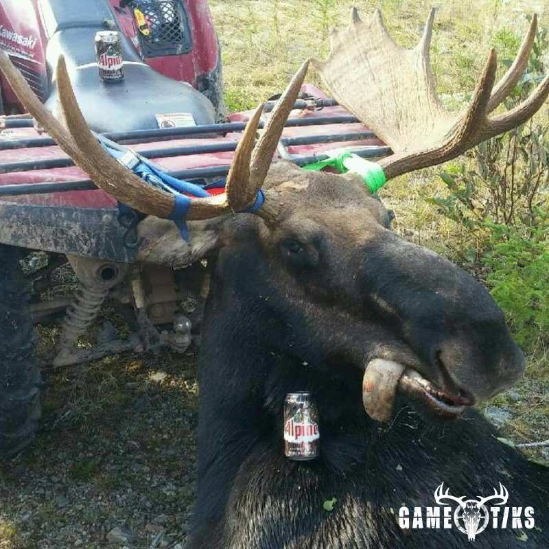 moose harvest by Jake Parish
