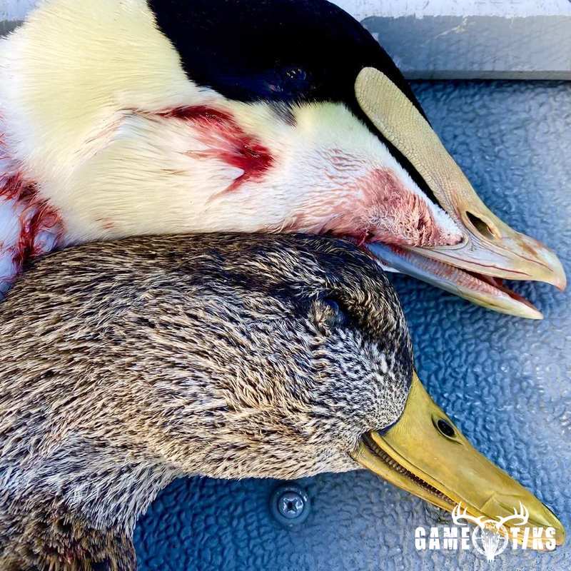 waterfowl harvest by Bold Coast Outfitters