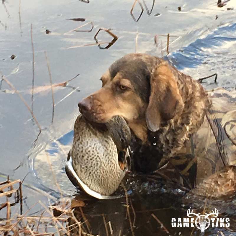 waterfowl harvest by Troy