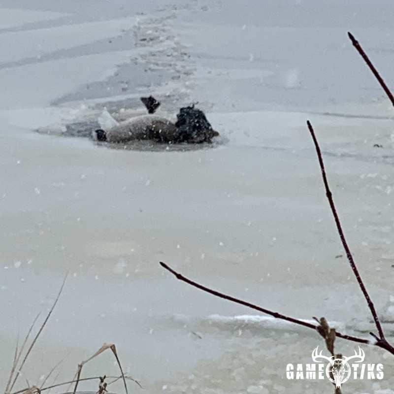 waterfowl harvest by Maine Experience Guide Service
