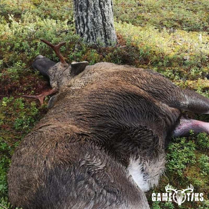 moose harvest by Isto Ojala