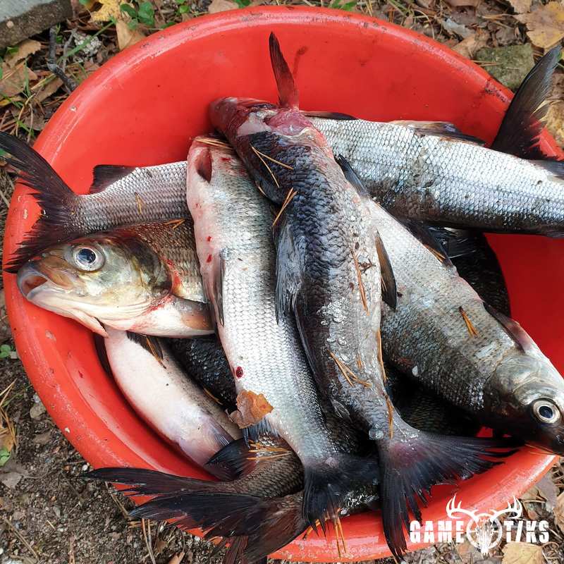 fish harvest by Isto Ojala